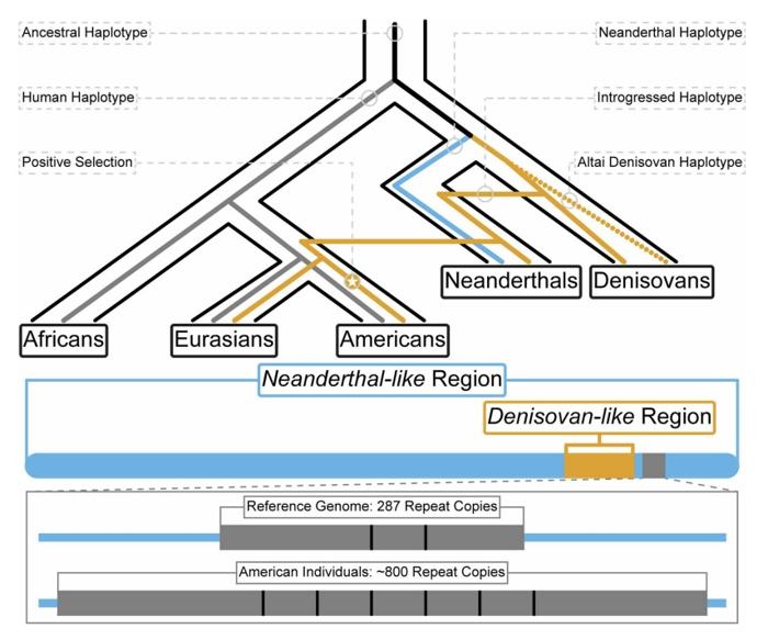 un diagramma ad albero invertito mostra il percorso attraverso il quale il gene MUC19 denisovano è passato dal denisovano al neanderthal all'umano.