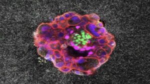 Gli scienziati catturano le prime immagini 3D in tempo reale dell'impianto dell'embrione umano
