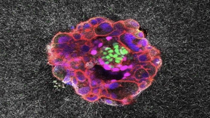 Gli scienziati catturano le prime immagini 3D in tempo reale dell'impianto dell'embrione umano