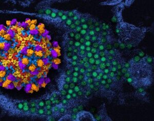 A sinistra c'è un rendering 3D dell'enterovirus D68 (le proteine virali sono colorate di rosso, giallo, blu) con l'anticorpo monoclonale umano EV68-228 (arancione/viola); a destra di esso/nello sfondo c'è un micrografia elettronica a trasmissione colorata delle particelle virali dell'enterovirus D68 (colorate di verde). Rendering 3D a cura di NIAID; la micrografia, che è stata riposizionata e ricolorata da NIAID, è gentilmente fornita dal CDC