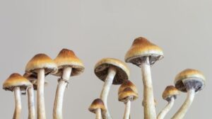 Funghi magici.