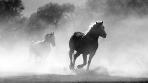 Da selvaggi a cavalcabili: Come due geni hanno aiutato a trasformare i cavalli nei migliori alleati dell'uomo