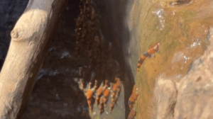 Migliaia di pesci gatto scalano cascate in un avvistamento mai visto prima, lasciando gli scienziati sbalorditi