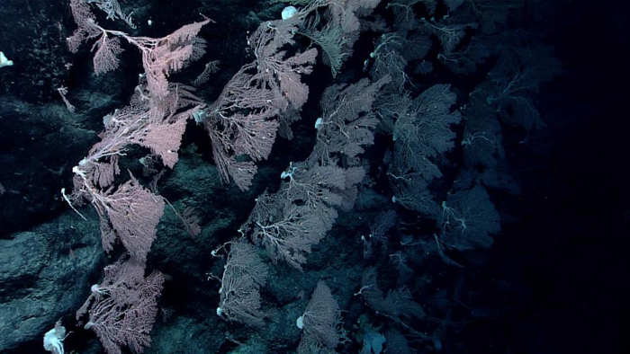 A una profondità di 2.040 metri (6.693 piedi), il team ha incontrato una diga solitaria che formava un muro verticale, il lato a monte del quale ospitava numerosi grandi coralli Hemicorallium e Primnoid.