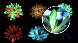 Piante che brillano in vari colori sviluppate, potrebbero creare un sistema di illuminazione in stile Avatar