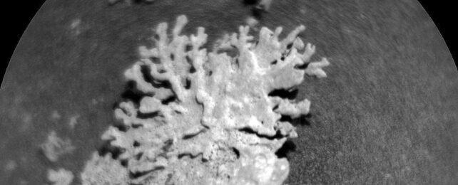 mars-coral-header-642x260-1.jpg