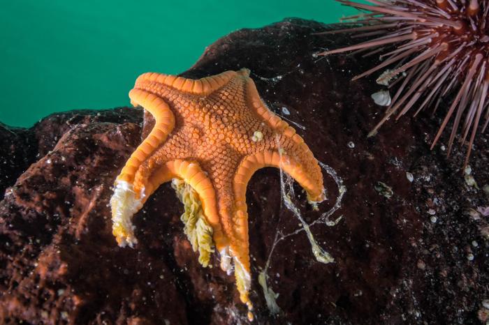 Questa stella marina biscotto trovata vicino all'isola Calvert, Columbia Britannica, mostra come la SSWD scioglie la carne dell'animale.