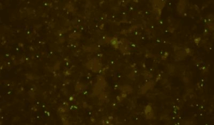 Immagine ingrandita che mostra microbi riportati in vita da sedimenti di 101,5 milioni di anni.