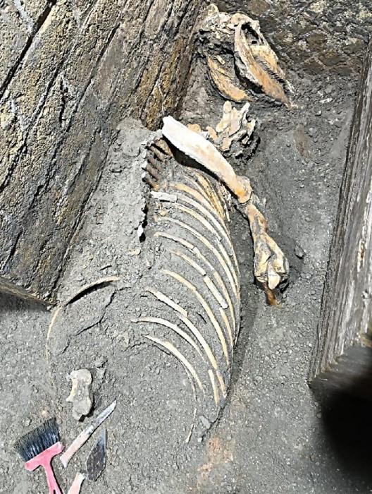 ossa di cavallo a Pompei