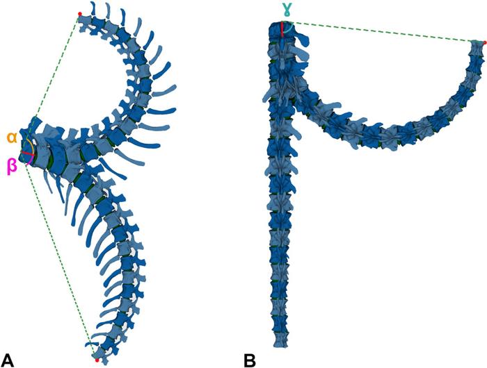 Due viste del potenziale movimento della coda del giraffatitan. È molto flessibile in tutte le direzioni, fondamentalmente.