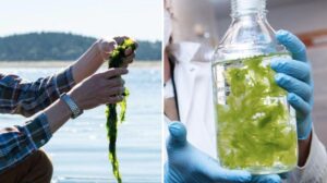 Gli scienziati statunitensi sfruttano le alghe per terre rare e metalli utilizzati nei veicoli elettrici e nell'elettronica