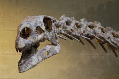 Teschio di Plateosaurus engelhardti