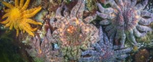 cinque stelle marine girasole di diverse sfumature di viola, arancione e giallo si aggrappano a una roccia