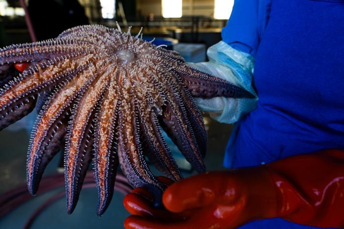 Milioni di stelle marine sono state in deperimento. Abbiamo finalmente trovato il colpevole