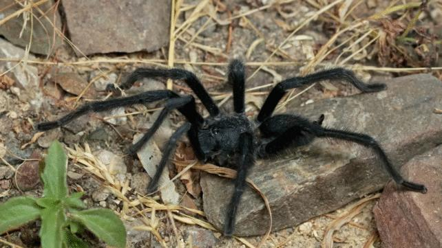 Le nuove specie di Tarantola Re Genitale sono eccezionalmente dotate