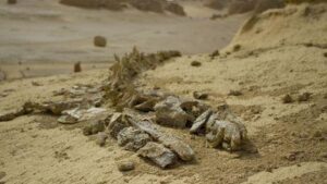 Resti di balena fossilizzati a Wadi Al-Hitan