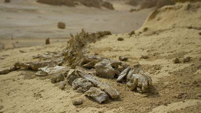Resti di balena fossilizzati a Wadi Al-Hitan