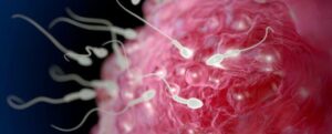 Uso di cannabis collegato a anomalie cromosomiche negli ovuli IVF