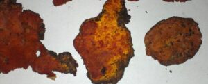 Funghi Antrodia cinnamomea