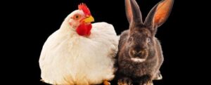 Gli animali si stanno evolvendo lungo due percorsi opposti per una ragione principale