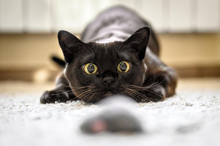 Gatto nero accovacciato per saltare su un giocattolo