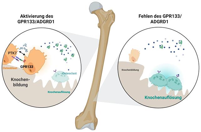 Diagramma osseo