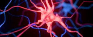 Neurone luminoso