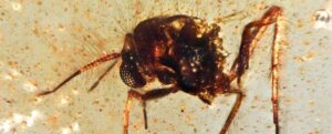Una mosca intrappolata nell'ambra