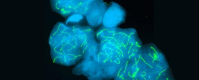 ChromosomesInMouseCellNuclei-642x260-1.jpg