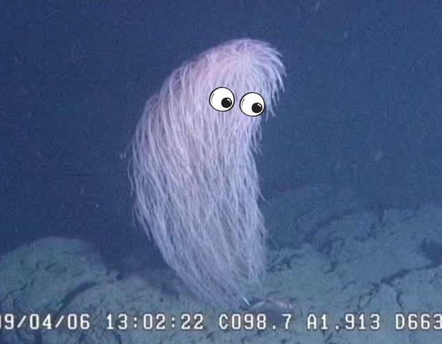 una foto del corallo con occhi da cartone animato modificati su di esso.