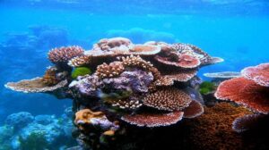 I reef vedono la luce senza occhi, il segreto del corallo svelato in un nuovo studio giapponese
