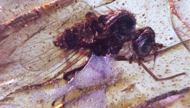 Una mosca intrappolata in una sostanza di colore viola