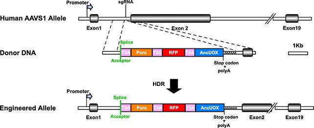 Modifica CRISPR
