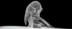 Larva misteriosa dall'aspetto alieno identificata come un probabile parassita