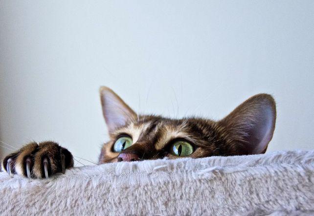 Occhi verdi di gatto che spuntano sopra un oggetto soffice