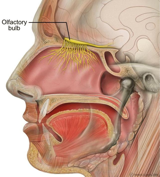 Perdere il senso dell'olfatto può essere un segnale precoce dell'Alzheimer