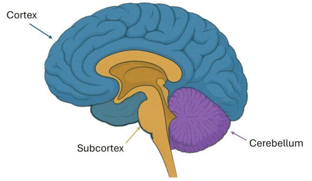 Diagramma del cervello umano che mostra le posizioni della Corteccia, Subcorteccia e Cervelletto