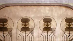 ‘Computer viventi’: Gli scienziati pianificano di trasformare i batteri in processori digitali