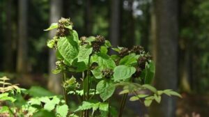Profumo di inganno: la pianta giapponese odora di formiche ferite per attrarre mosche impollinatrici