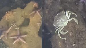 Il sito di deposito di armi della Seconda Guerra Mondiale si trasforma in un rifugio sorprendente per le creature marine