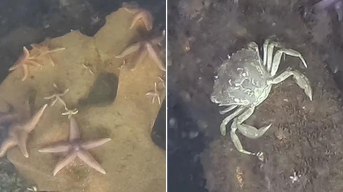 Il sito di deposito di armi della Seconda Guerra Mondiale si trasforma in un rifugio sorprendente per le creature marine