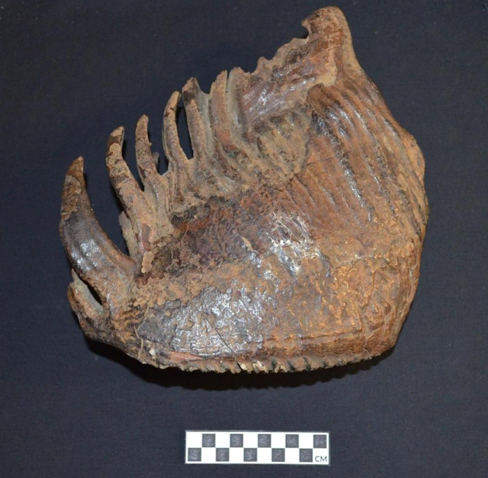 Fossile di molare di mammut ibrido