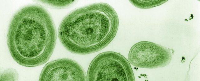 Prochlorococcus_marinus-642x260-1.jpg