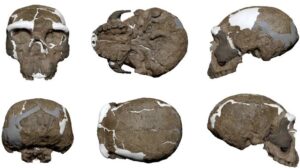 Il cranio di un milione di anni fa potrebbe riscrivere l'evoluzione umana, risolvere il 'Mischia nel mezzo'