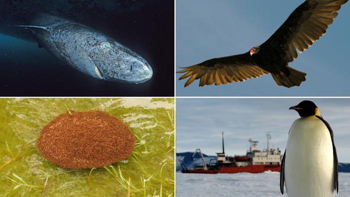 Thumbnails-for-IE-articles-Top-animals-who-can-survive-the-end-oft-he-world.jpg