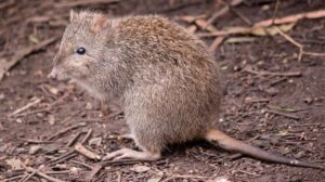 La scoperta di fossili porta alla luce una nuova specie di 'fantasma' parente del canguro in Australia