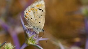 La farfalla blu Atlas ha 229 cromosomi, il numero maggiore di qualsiasi animale multicellulare