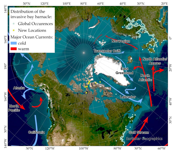 una mappa che mostra la diffusione della balana di baia invasiva