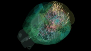 La prima mappa cerebrale a livello globale che mostra 75.000 neuroni analizzati.