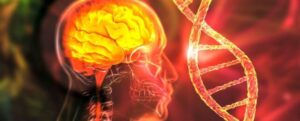 cervello e dna